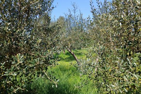 Nicht-strukturelle Land Sošići, Kanfanar, 1.365m2