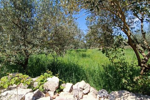 Nicht-strukturelle Land Sošići, Kanfanar, 1.365m2