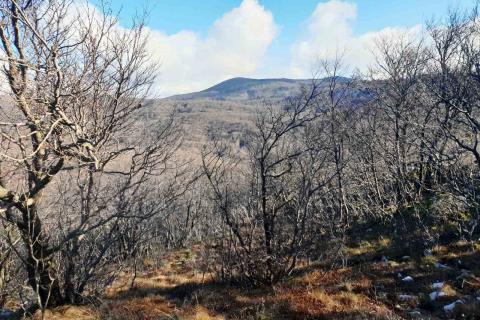 Hreljin, šumsko zemljište od 20000m2 s pogledom na more