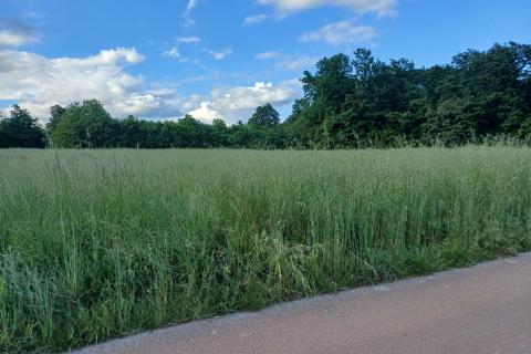 Земельный участок строительного назначения Grandići, Barban, 5.197m2