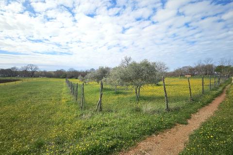 Building plot Umag, 3.364m2