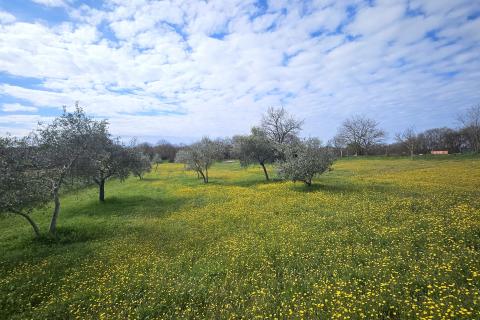 Building plot Umag, 3.364m2