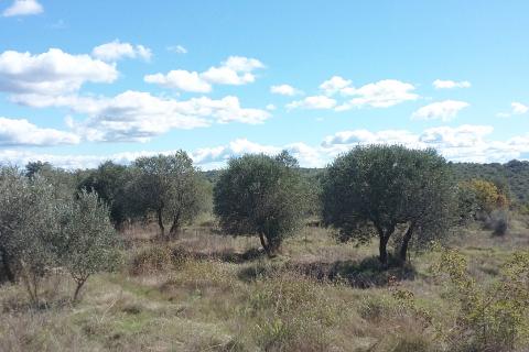 Building plot Umag, 10.597m2