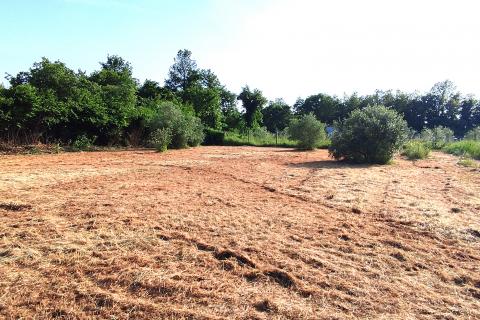 Istra,okolica Babića,poljoprivredna zemljišta
