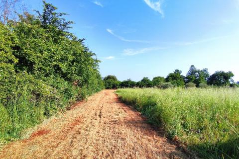 Istra,okolica Babića,poljoprivredna zemljišta