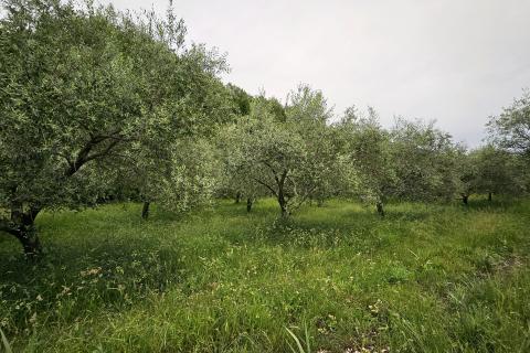 Stavbno zemljišče Grožnjan, 2.696m2