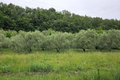 Stavbno zemljišče Grožnjan, 2.696m2