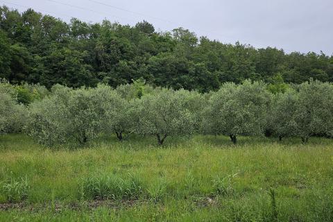 Stavbno zemljišče Grožnjan, 2.696m2