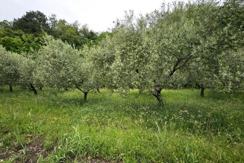 Stavbno zemljišče Grožnjan, 2.696m2