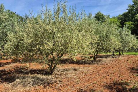 Istra, Kaštelir okolica maslinik na osami