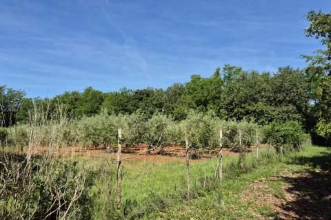 Istra, Kaštelir okolica maslinik na osami