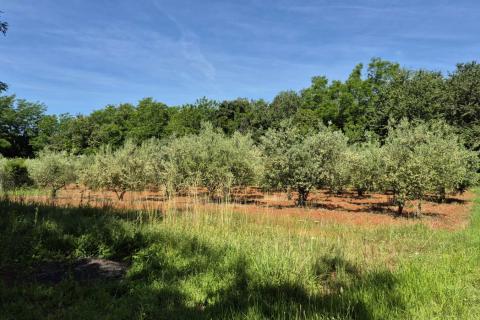 Istra, Kaštelir okolica maslinik na osami