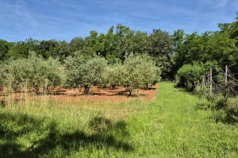 Istra, Kaštelir okolica maslinik na osami