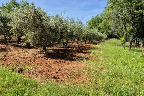 Istra, Kaštelir okolica maslinik na osami