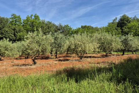 Istra, Kaštelir okolica maslinik na osami
