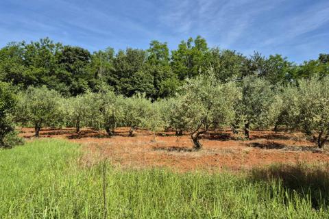 Istra, Kaštelir okolica maslinik na osami
