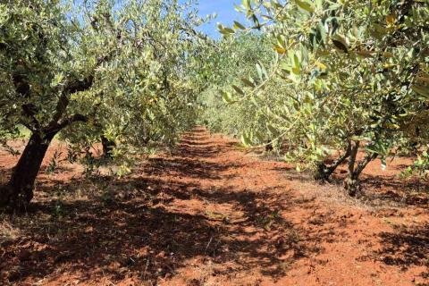 Istra, Kaštelir okolica maslinik na osami