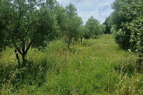 Terreno edificabile Mali Vareški, Marčana, 2.976m2