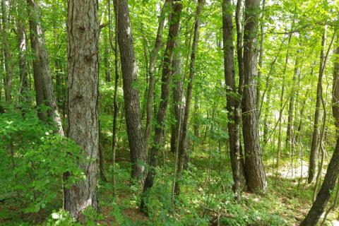 Klana - negrađevinsko zemljište