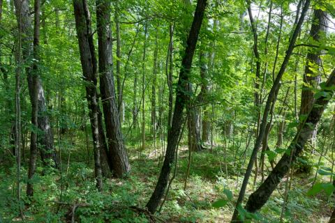 Klana - negrađevinsko zemljište