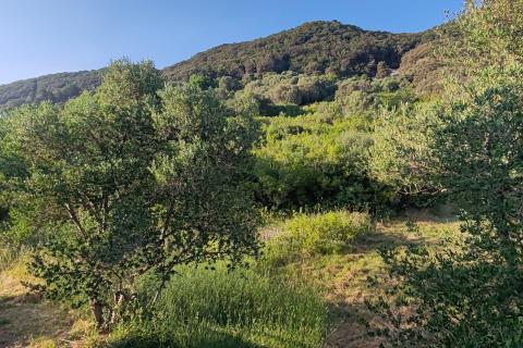 Rab, Supetarska Draga - kuća s restoranom, prvi red do mora