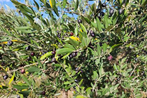 Istra, Buzet, Sovinak - ne građevinsko zemljište 25,70 ha