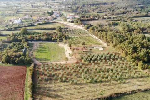 Istra, Vodnjan, imanje s maslinama i dozvolom za gradnju