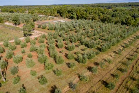 Istra, Vodnjan, imanje s maslinama i dozvolom za gradnju