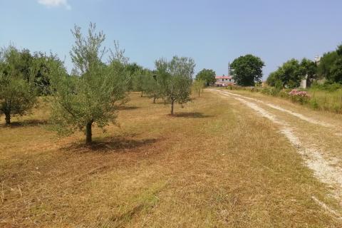 Istra, Vodnjan, imanje s maslinama i dozvolom za gradnju