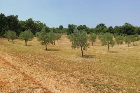 Istra, Vodnjan, imanje s maslinama i dozvolom za gradnju