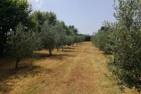 Istra, Vodnjan, imanje s maslinama i dozvolom za gradnju