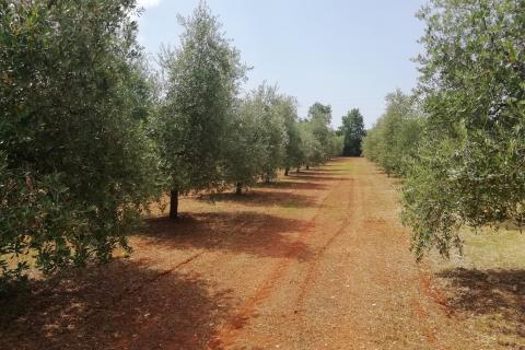 Istra, Vodnjan, imanje s maslinama i dozvolom za gradnju