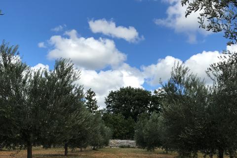 Istra, Vodnjan, imanje s maslinama i dozvolom za gradnju