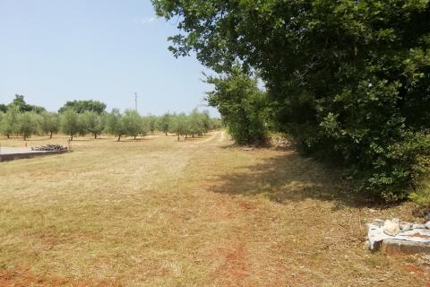Istra, Vodnjan, imanje s maslinama i dozvolom za gradnju