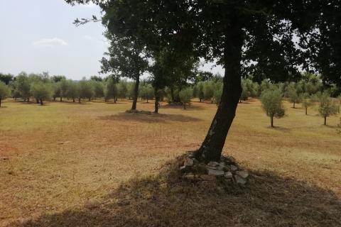 Istra, Vodnjan, imanje s maslinama i dozvolom za gradnju