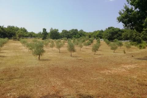 Istra, Vodnjan, imanje s maslinama i dozvolom za gradnju