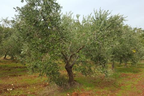 Istra, Vodnjan, imanje s maslinama i dozvolom za gradnju