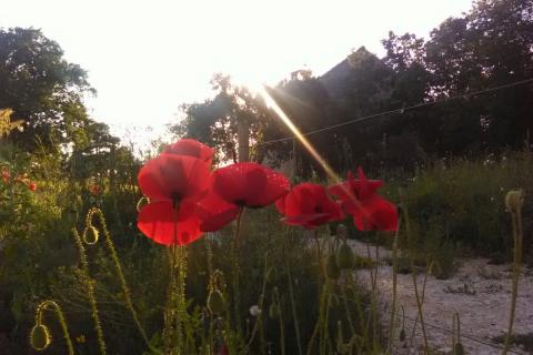 Istra, Vodnjan, imanje s maslinama i dozvolom za gradnju