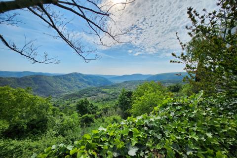 Istra, Buzet, Sovinak - ne građevinsko zemljište  3,7 ha