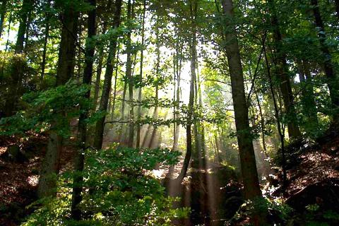 Istra,Rovinj-Šuma na Limskom kanalu 