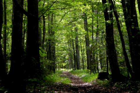 Istra,Rovinj-Šuma na Limskom kanalu 