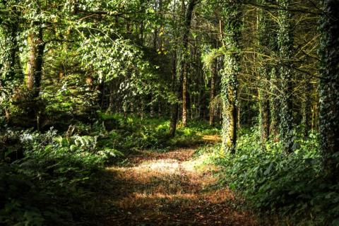 Istra,Rovinj-Šuma na Limskom kanalu 