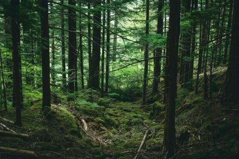 Istra,Rovinj-Šuma na Limskom kanalu 