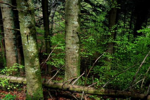 Istra,Rovinj-Šuma na Limskom kanalu 