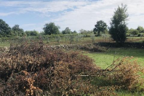 Žminj, Cere – Zemljište s dozvolom za modernu prizemnicu s bazenom