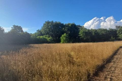 Terreno non edificabile Krnica, Marčana, 37.601m2