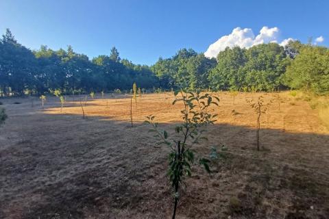 Terreno non edificabile Krnica, Marčana, 37.601m2