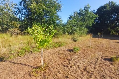 Terreno non edificabile Krnica, Marčana, 37.601m2