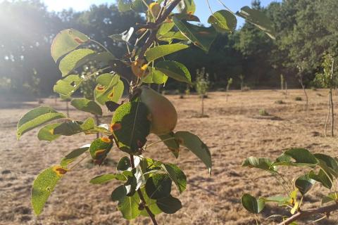 Terreno non edificabile Krnica, Marčana, 37.601m2