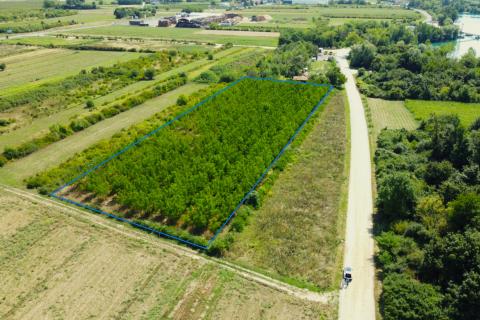 Velika Gorica, Vukovina, poljoprivredno zemljište s plantažnim nasadom crnog oraha